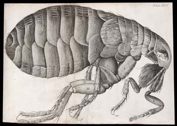 Hooke's drawing of a Mini-beast