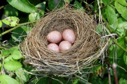 A bird's nest with eggs inside