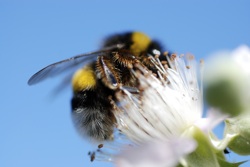 a bee in a flower