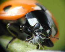 A ladybird eating an aphid