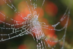 Ice Coated Spider Silk