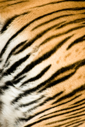 a stripey tiger skin pattern