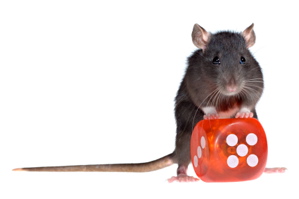 A rat with a Dice