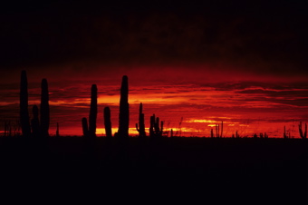 Deep red, bleak cactus Sunrise