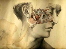 Peeling back a face to see inside