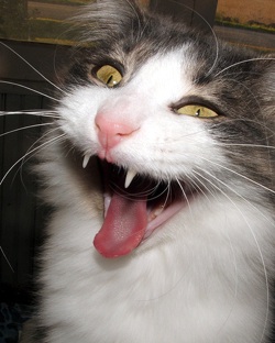 a cat hissing in a typically internet meme way