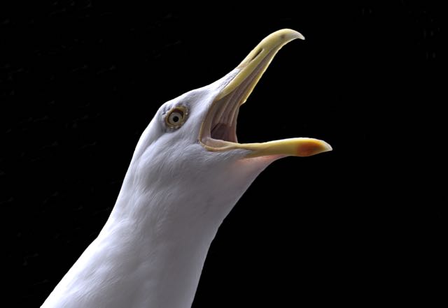 A seagull squawking : copyright www.istockphoto.com 44764370
