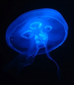 Jelly Fish