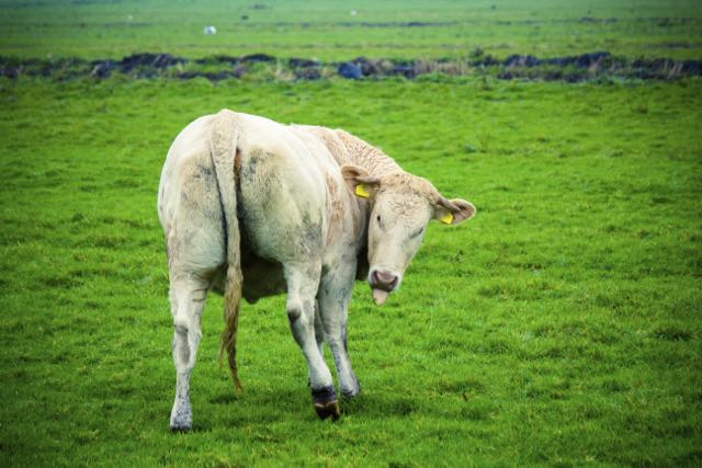 A suspicious cow's bottom: copyright www.istockphoto.com 54014442