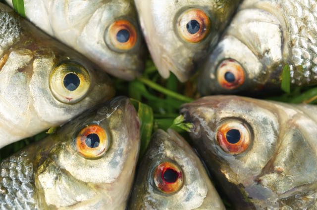 Fish Eyes / Heads: copyright www.istockphoto.com 9642800