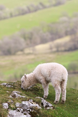 A sheep grazes on a hillside