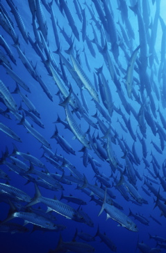 A shoal of fish swarming