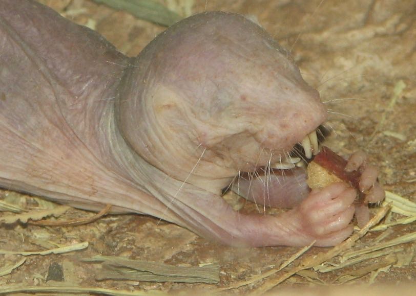 Naked Mole-rat eating