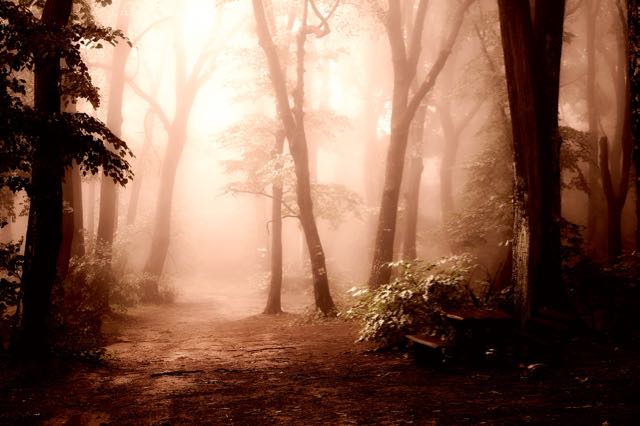 A path throught he woods at dawn. From PIXABAY.com