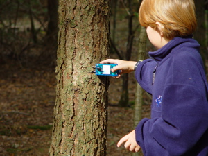 Probing the Woods