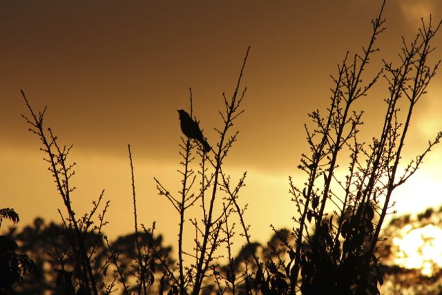 A bird singing in a bush