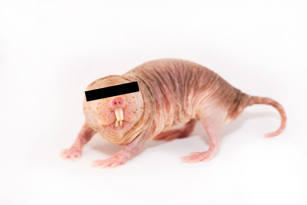 Naked mole-rat: Image ©  Lorna Ellen Faulkes and Julie Freeman
