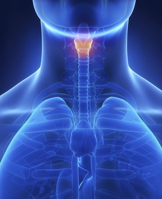 A human's larynx  : copyright www.istockphoto.com 39765352