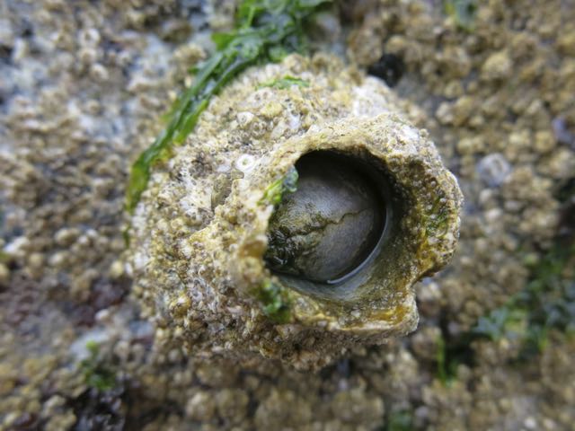 A Barnacle: copyright www.istockphoto.com 39013348