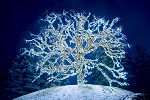 A tree with fairy lights on it