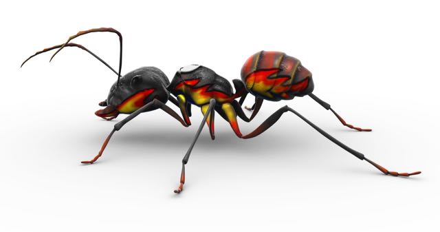 An ant