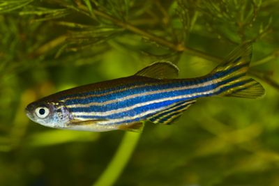 Brachydanio: zebrafish