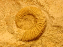 Fossil Ammonite