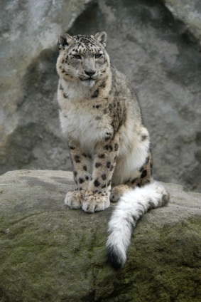 an endangered bengal tiger