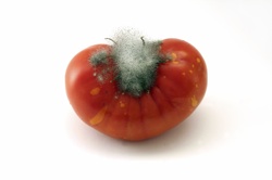 a mouldy tomato