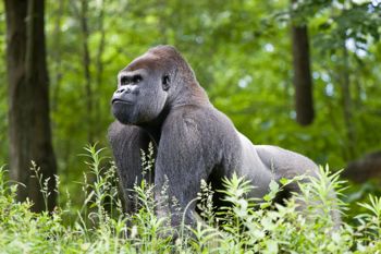 Silverback Gorilla: www.istock.com 000007227554