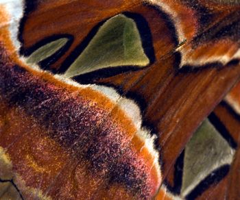 Moth Wing