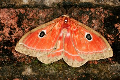 Red Moth