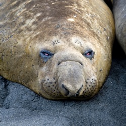 A seal on a rock