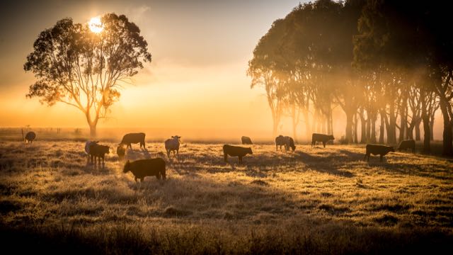 Cows in a field