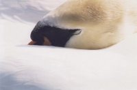 The Head of a Resting Swan