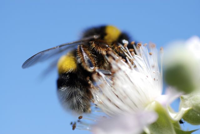 Bee on a honey comb