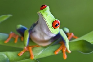 A tree frog