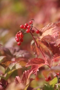 Autumn Berries