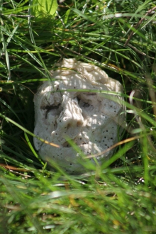 A skull