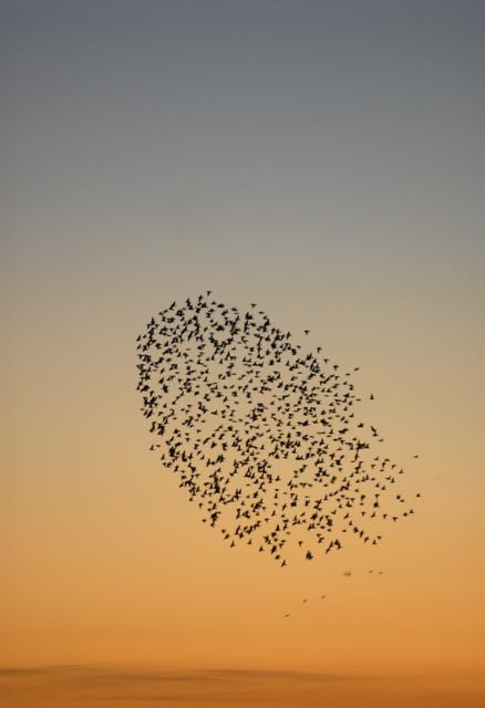 A murmuration of Starlings