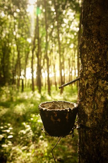 Tapping Rubber