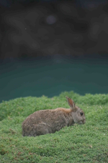 A rabbit