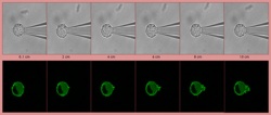 different levels of a cell as seen through a microscope