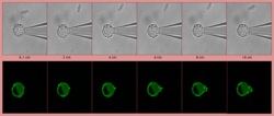 different levels of a cell as seen through a microscope