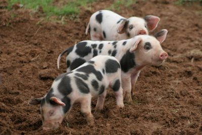 Three Piglets