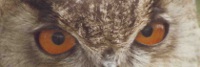 Owl Eyes