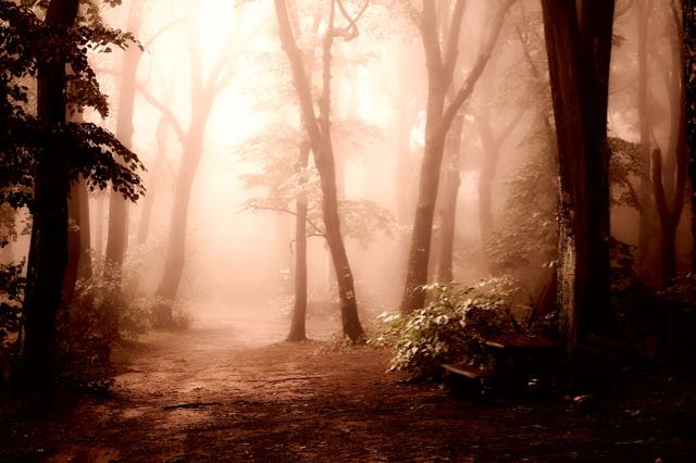 a path through a forest