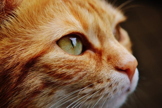 A close up of the face of a watching cat. From PIXABAY.com