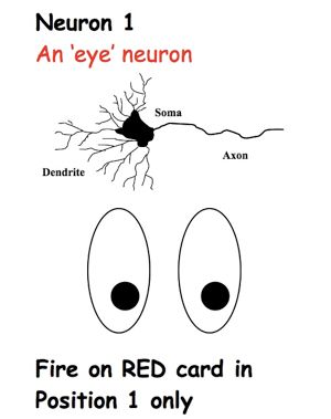 Eye neuron card: A prop from the Brain-in-abag activity