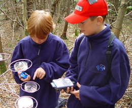 Boys in the ambient wood